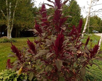 Rare Amaranthus Mira Annual approx 50 seeds UK SELLER