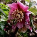 MIX HELLEBORUS Orientalis Hardy Perennial Christmas Rose image 9