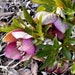 MIX HELLEBORUS Orientalis Hardy Perennial Christmas Rose image 6