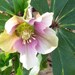 MIX HELLEBORUS Orientalis Hardy Perennial Christmas Rose image 8