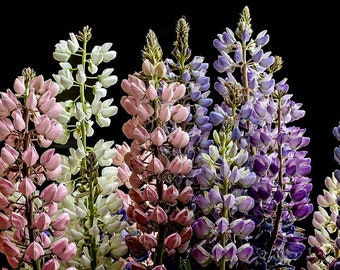 SKY LUPIN Lupinus nanus, 10 seeds