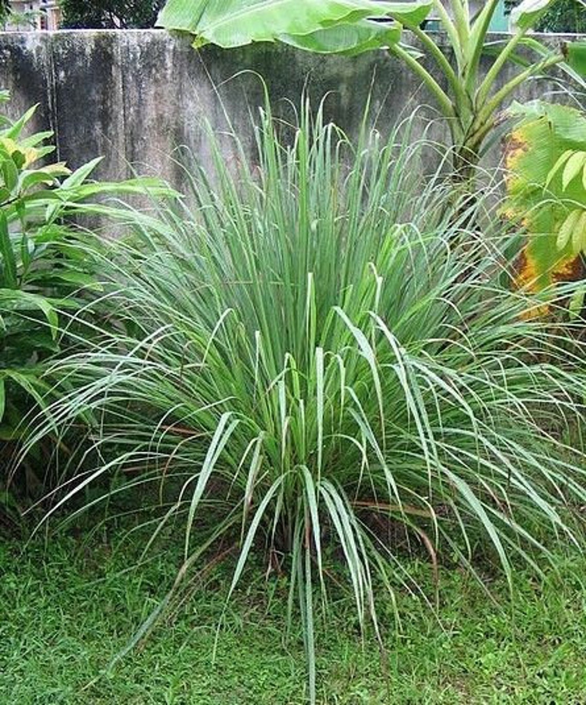 CITRONELLA GRASS Fragrant Lemon Scented Cymbopogon Winterianus | Etsy