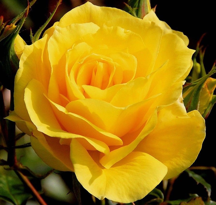 YELLOW BUSH ROSE Rosa Hardy Zones 39 Double Flowers Shrub 5 Etsy