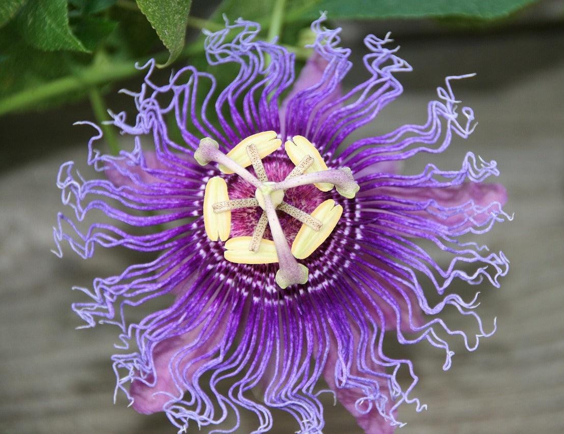 Hardy PURPLE PASSION FLOWER Vine Passiflora Incarnata Climbing