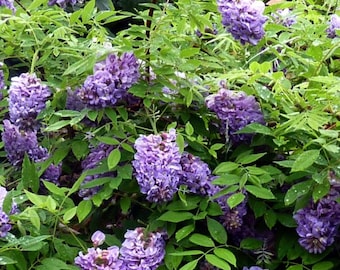 WISTERIA TREE Rhodesian Wisteria Tree Exotic Shrub Violet Blue Bolusanthus speciosus, 5 Rare Seeds