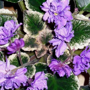 VARIEGATED AFRICAN VIOLET Saintpaulia Popular House Plant Easy 10 Seeds image 4