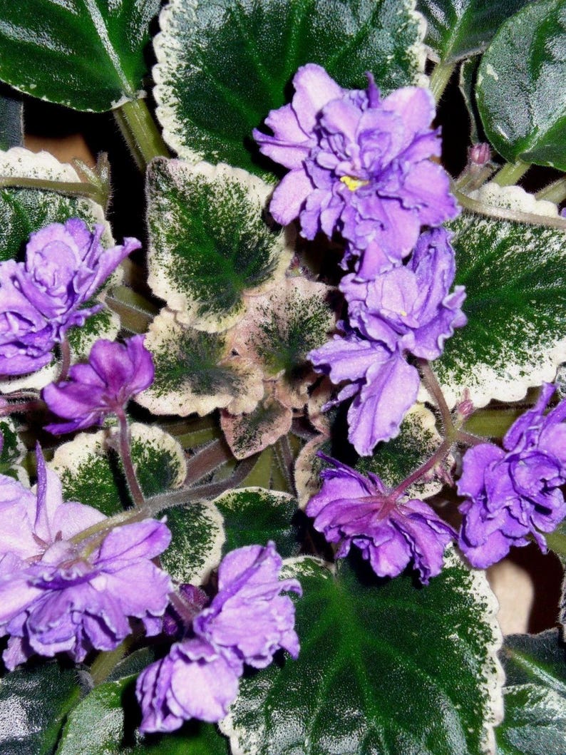 VARIEGATED AFRICAN VIOLET Saintpaulia Popular House Plant Easy 10 Seeds image 4