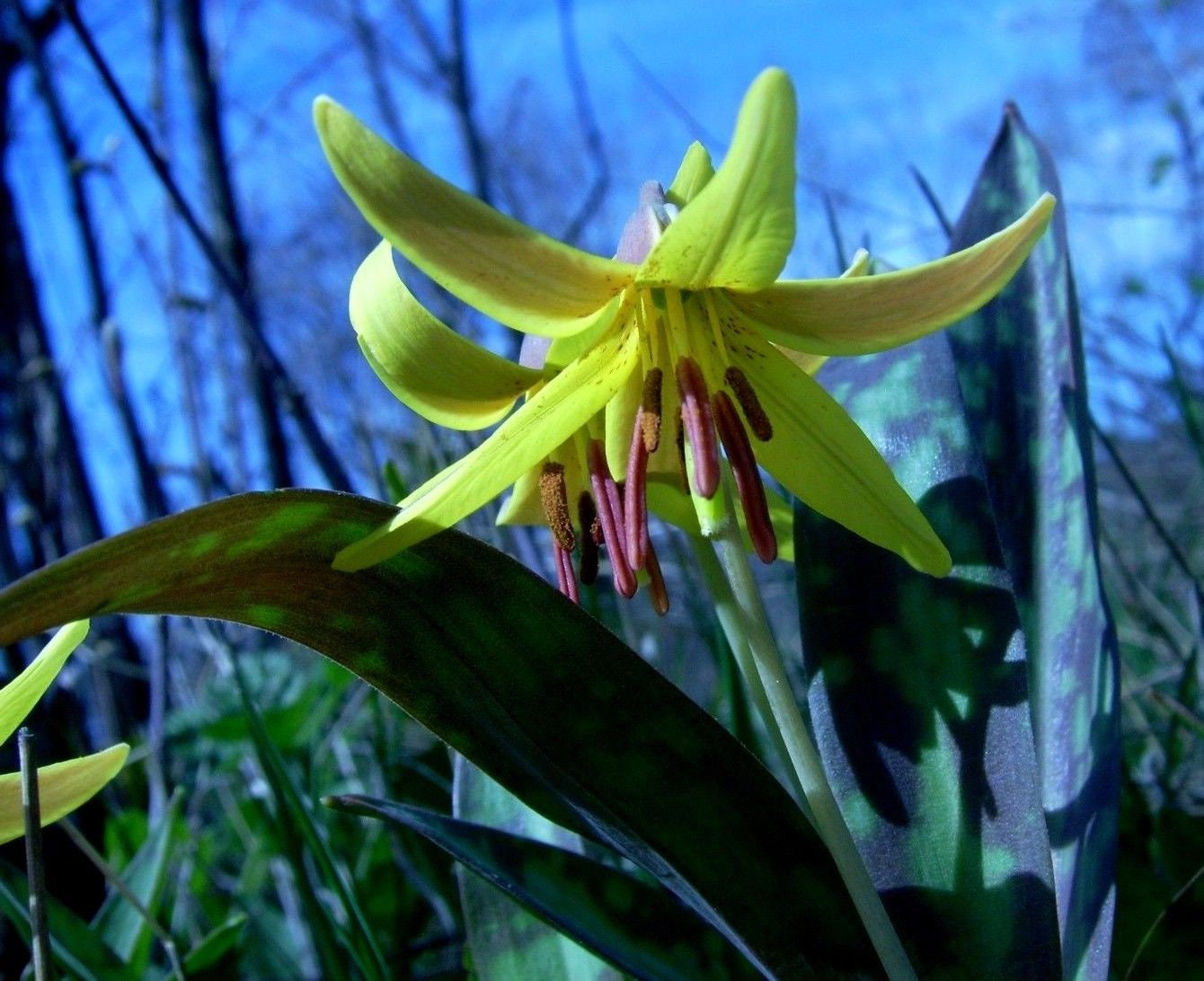 TROUT LILY Yellow Fawn Lily Wildflower Native Erythronium Etsy