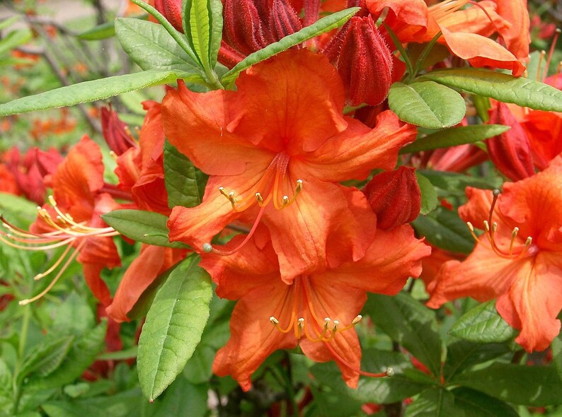 ORANGE AZALEA Japanese Salmon Rhododendron Japonicum Flowering Etsy