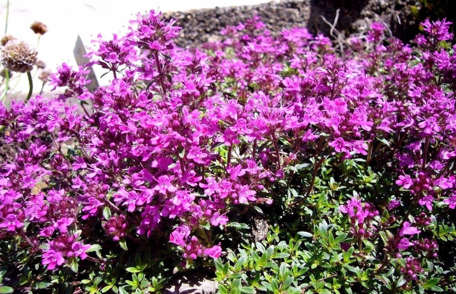 CREEPING THYME Thymus Serpyllum Purple Pink Groundcover Ground Etsy