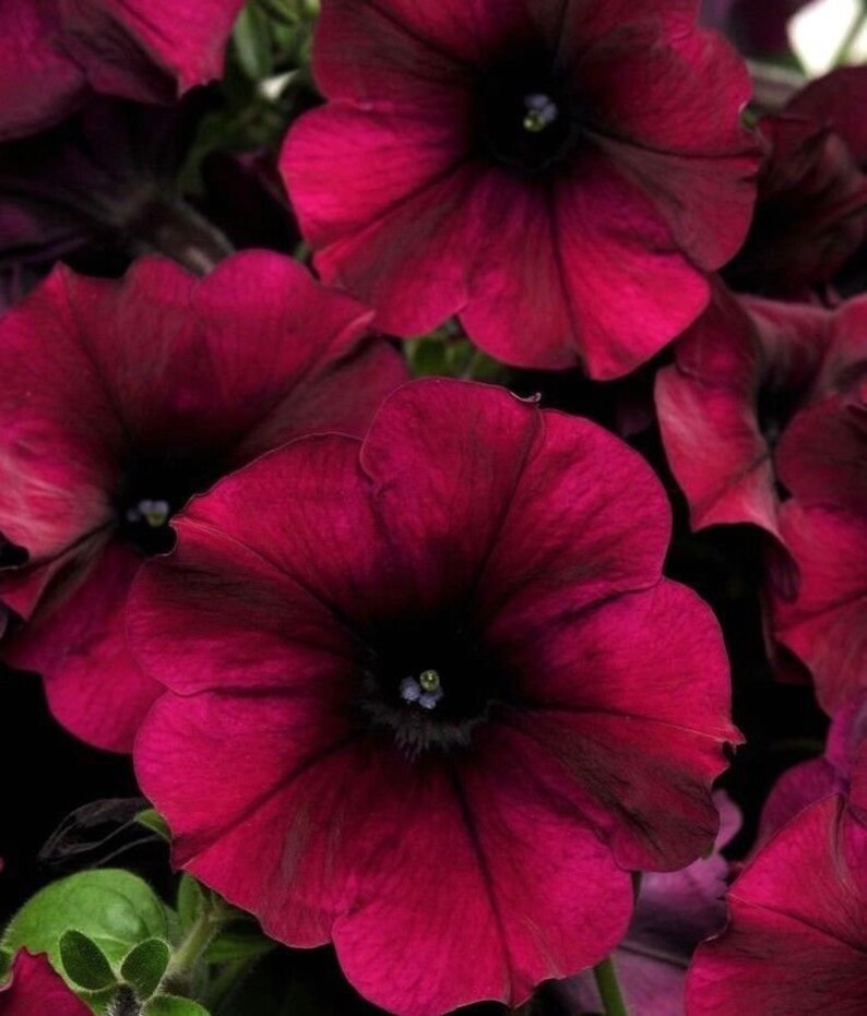 No Petunias Were Harmed In >> Velour Petunia Burgundy Wave Trailing Cascading Hanging Pots Etsy No Petunias Were Harmed In >> Velour Petunia Burgundy Wave Trailing Cascading Hanging Pots Etsy