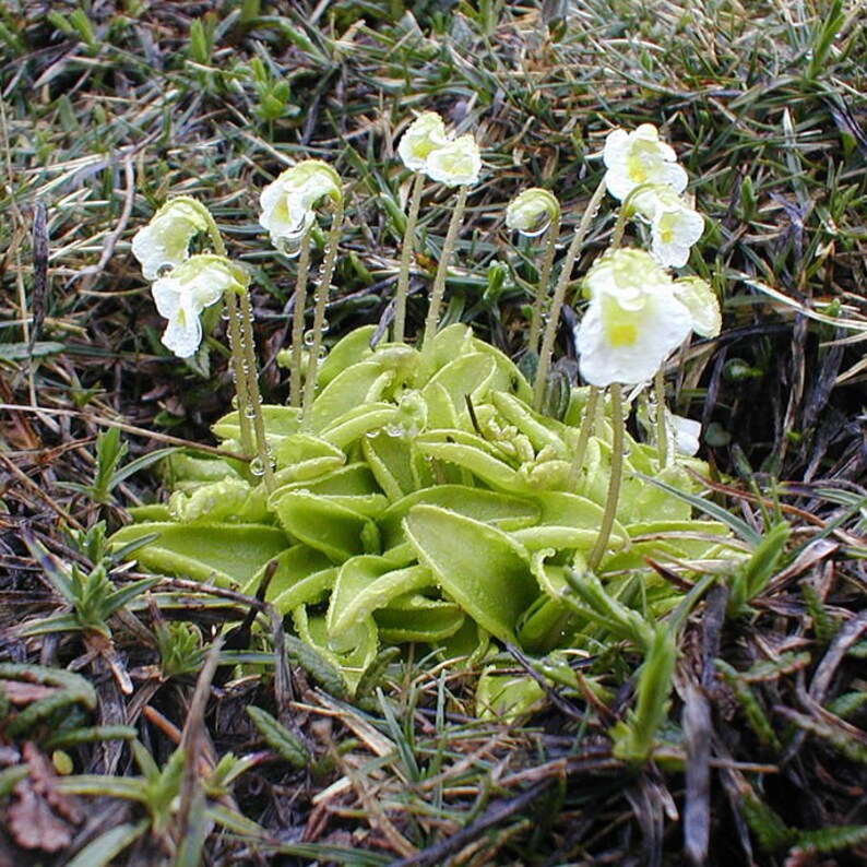 HARDY ALPINE BUTTERWORT Pinguicula Alpina Carnivorous Cold Etsy Canada