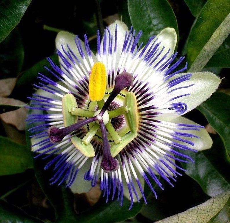 Hardy BLUE PASSION FLOWER Vine Passiflora Caerulea Climbing Etsy