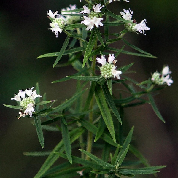 MOUNTAIN MINT Pycanthemum Virginianum Perennial Wildflower Native 100 Seeds