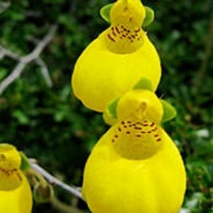 GOLDCAP PURSE SLIPPER Lady's Alpine Compact Calceolaria Biflora Hardy Perennial, 20 Seeds image 3