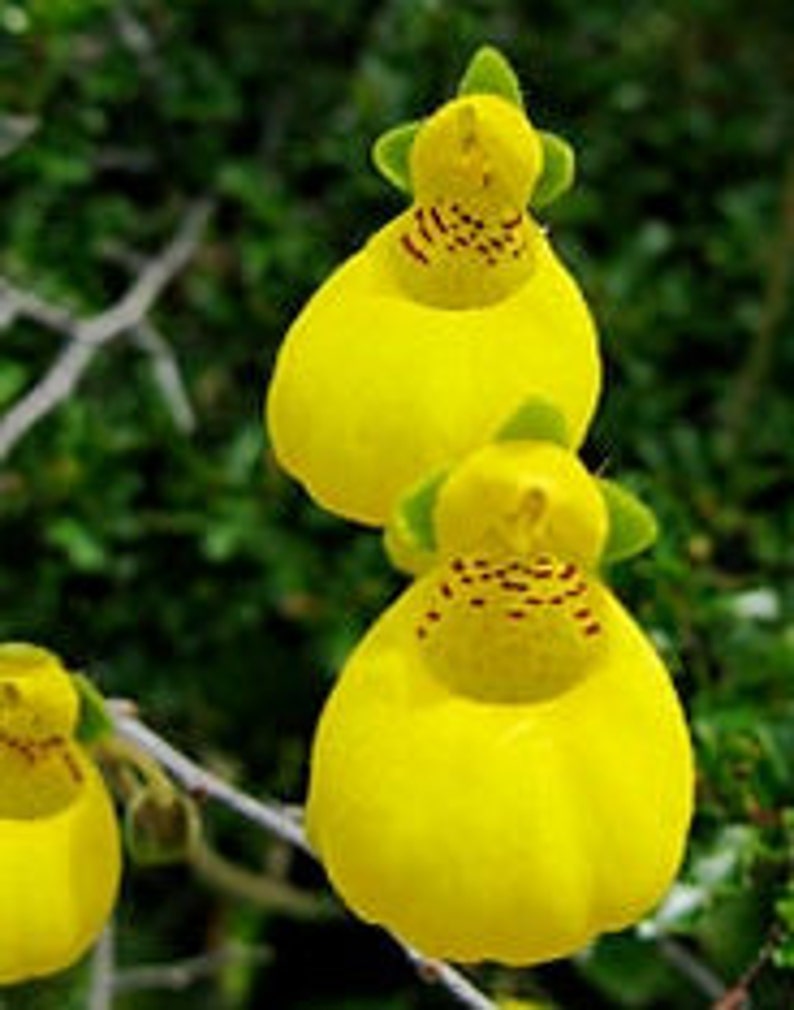 GOLDCAP PURSE SLIPPER Lady's Alpine Compact Calceolaria Biflora Hardy Perennial, 20 Seeds image 3