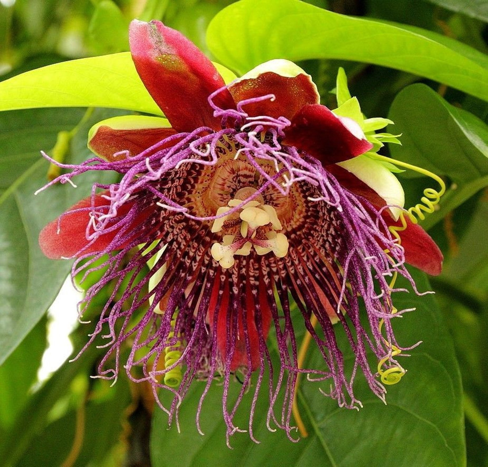 PASSION FLOWER Passiflora Quadrangularis Granadilla FRAGRANT Etsy Canada