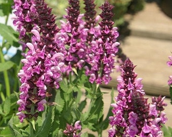 SAGE WOODLAND 'Rose Merleau' Salvia nemorosa, 10 seeds