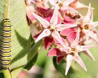 SHOWY MILKWEED Asclepias Speciosa Monarch Butterfly Perennial 10 Seeds
