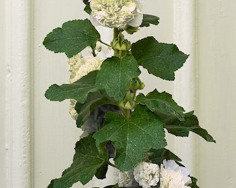 DOUBLE WHITE HOLLYHOCK Alcea Rosea Plena Chaters Hardy Perennial, 5 Seeds
