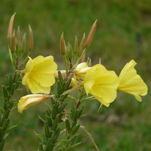 DAYTIME EVENING PRIMROSE Oenothera odorata, 50 Seeds