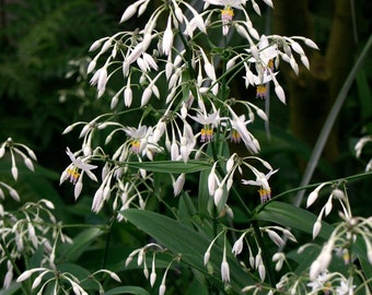 ROCK LILY Arthropodium cirratum, Reinga Lilly, Perennial, 10 Seeds