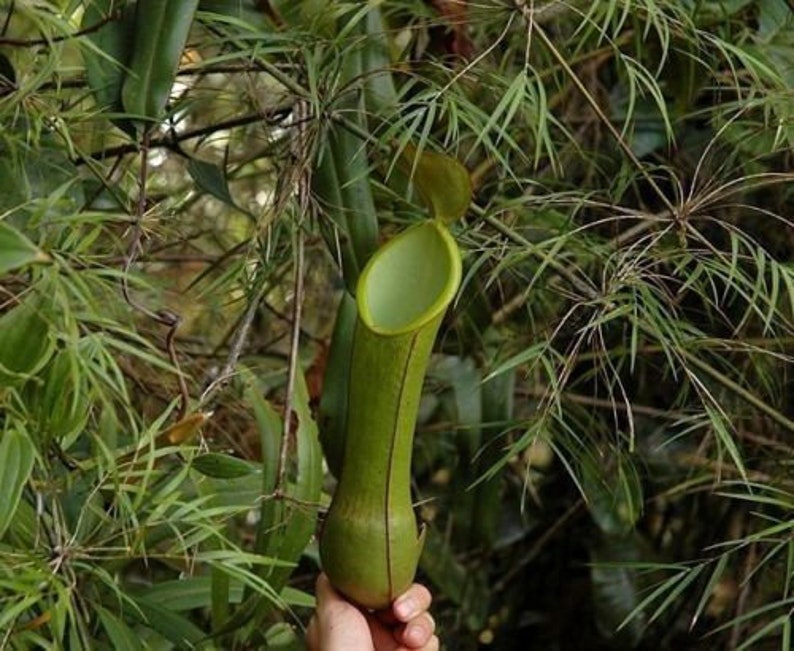 Giant MURUD PITCHER PLANT Nepenthes Murudensis Carnivorous