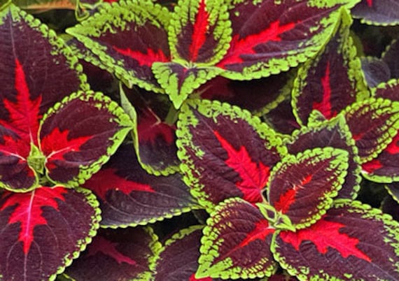 SCARLET RED COLEUS Large Leaves Shade Planters Pots 20 Quality Seeds 