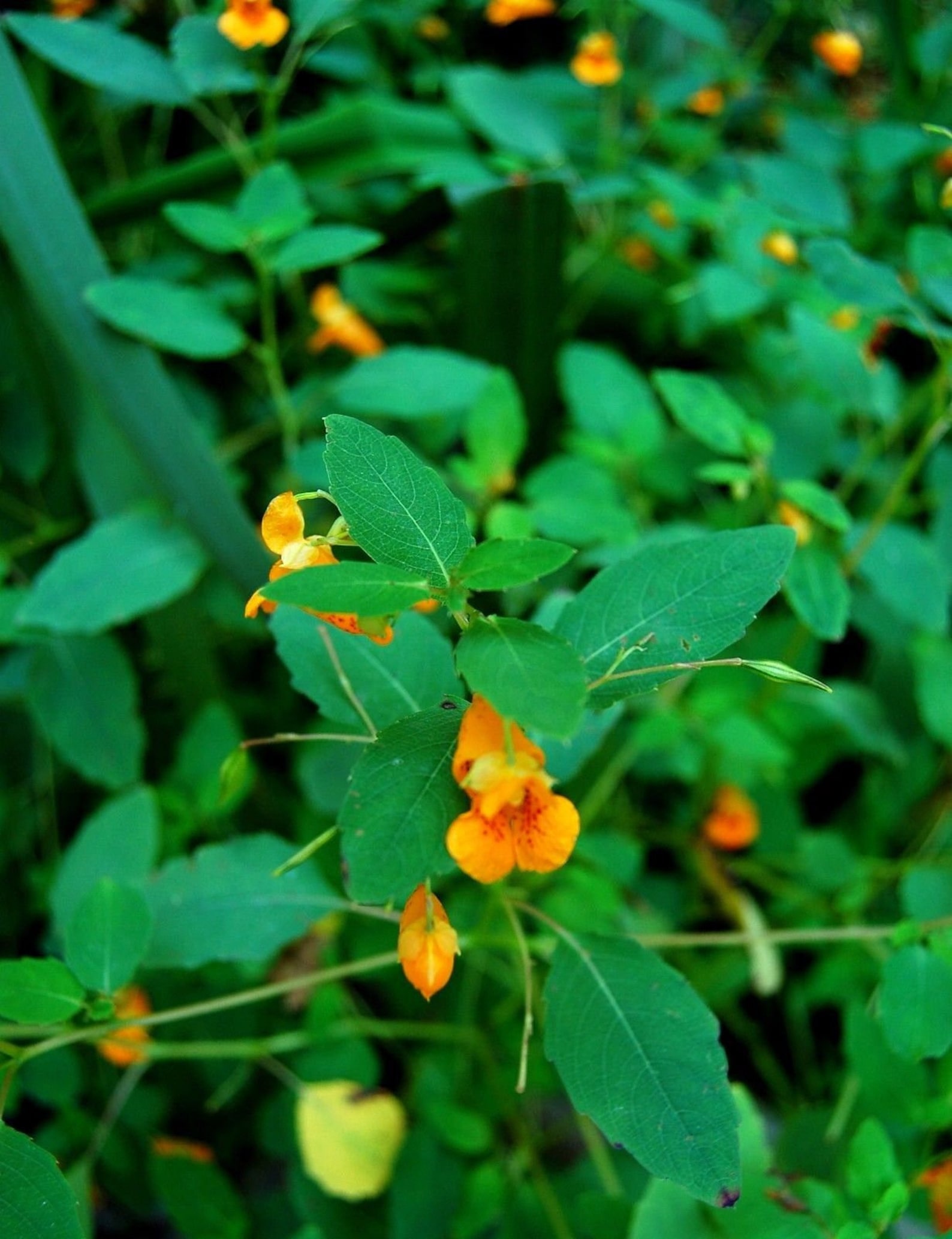 TOUCH ME NOT Jewelweed Impatiens Capensis Popping Orange Red Etsy