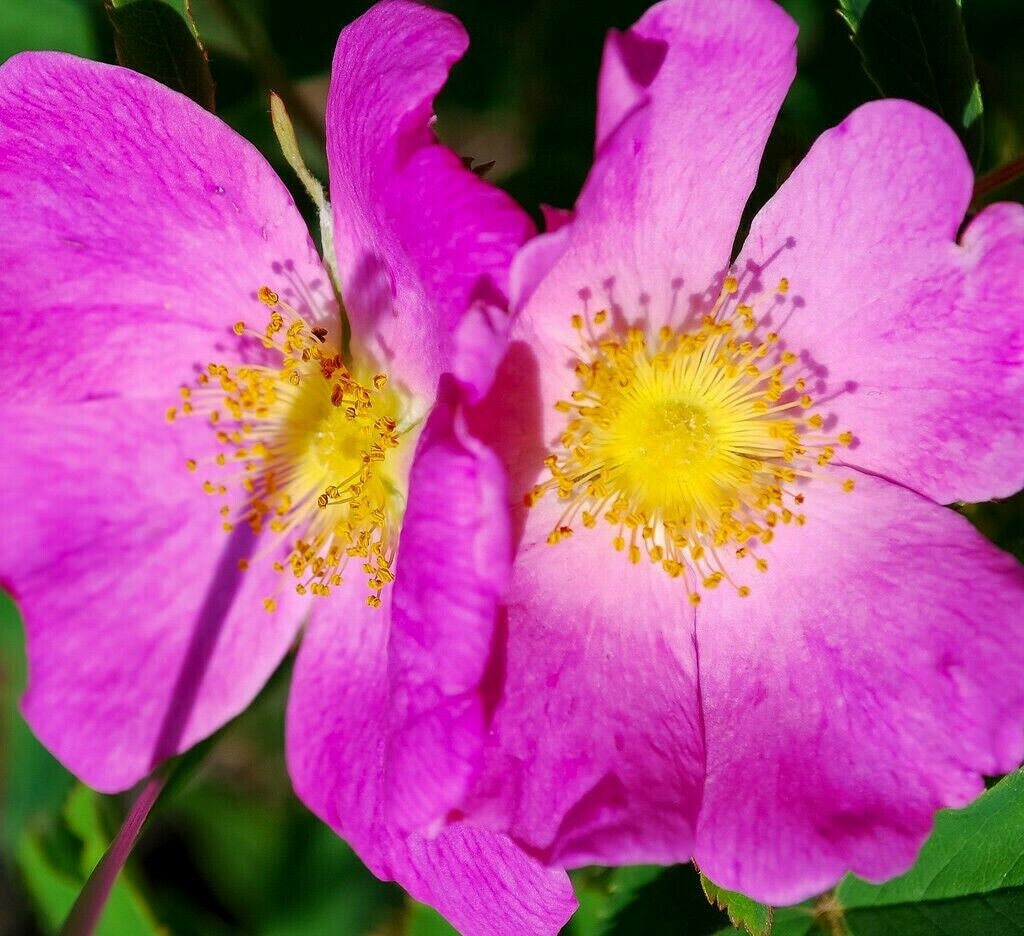 PRAIRIE WILD ROSE Rosa Arkansana Hardy Native Shrub Wildflower - Etsy ...
