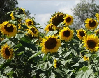 SUNFLOWER GREY STRIPE Huge Flower Heads! Sun Flower Tall, 10 Seeds