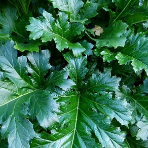BEAR'S BRITCHES Acanthus Mollis Hardy Perennial Focal Point 5 Large Seeds image 5