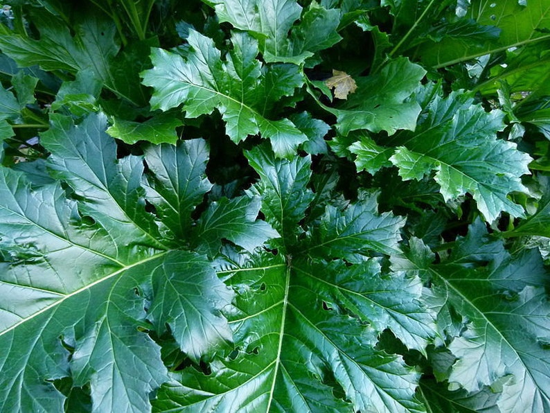 BEAR'S BRITCHES Acanthus Mollis Hardy Perennial Focal Point 5 Large Seeds image 5