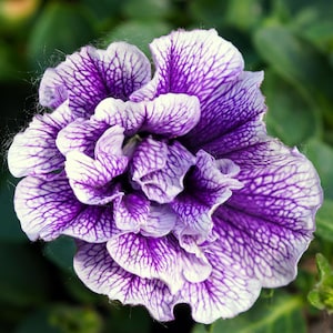 May include: A close-up of a purple and white petunia flower with ruffled petals. The flower has a delicate, intricate pattern of white veins on a purple background.