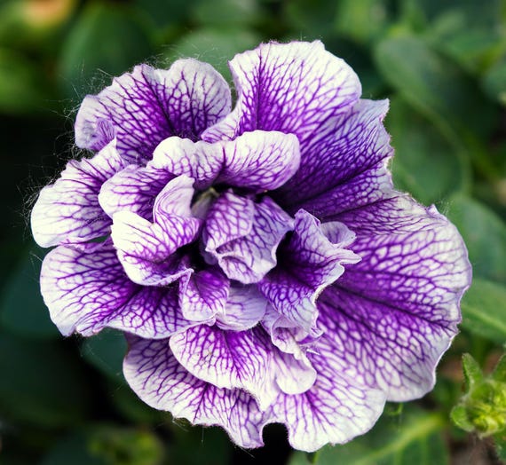 DOUBLE PETUNIA CASCADE! Mix Rainbow A Cascading Bouquet! Grandiflora, 20  Seeds - Etsy Ireland