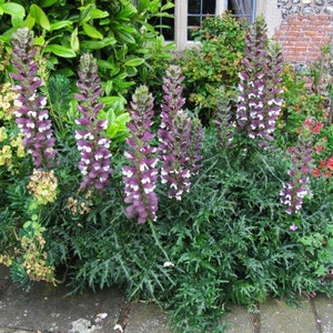 SPINY BEAR'S BRITCHES Acanthus Spinosus Hardy Perennial, 2 Rare Large Seeds image 2