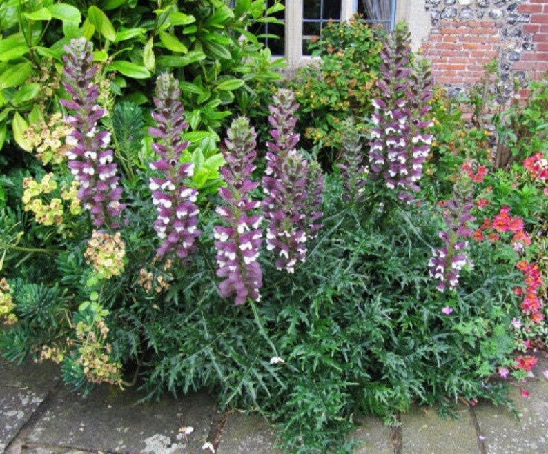 SPINY BEAR'S BRITCHES Acanthus Spinosus Hardy Perennial, 2 Rare Large Seeds image 2