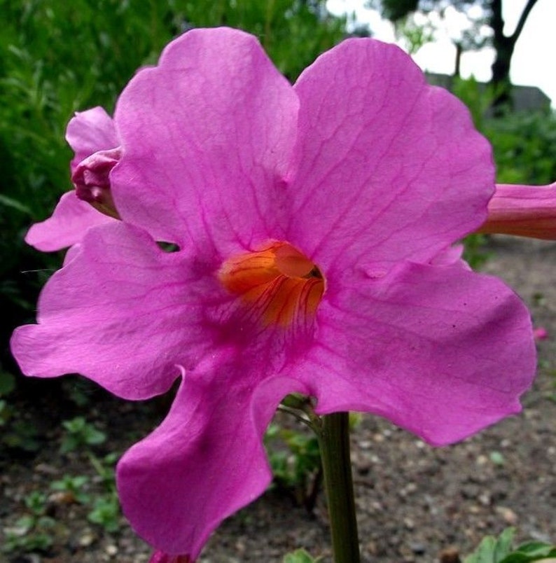 HARDY GLOXINIA Incarvillea Delavayi Rose Pink Perennial Zone 5 10 Seeds image 3