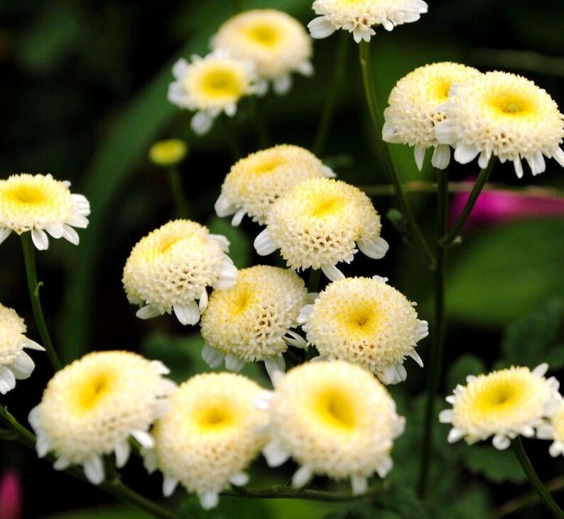SNOWBALL FLOWER Perennial CHRYSANTHEMUM Tanacetum Parthenium Etsy