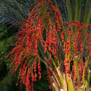 CANARY ISLAND DATE Palm Phoenix canariensis, 6 Rare Seeds