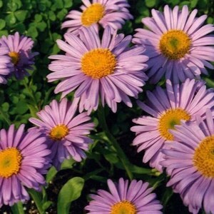 ALPINE ASTER Alpinus Dwarf Compact Miniature Hardy Perennial 20 Seeds image 6