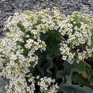 SEA KALE Crambe Maritima Unique Unusual Hardy Perennial 3 Large Seeds image 3