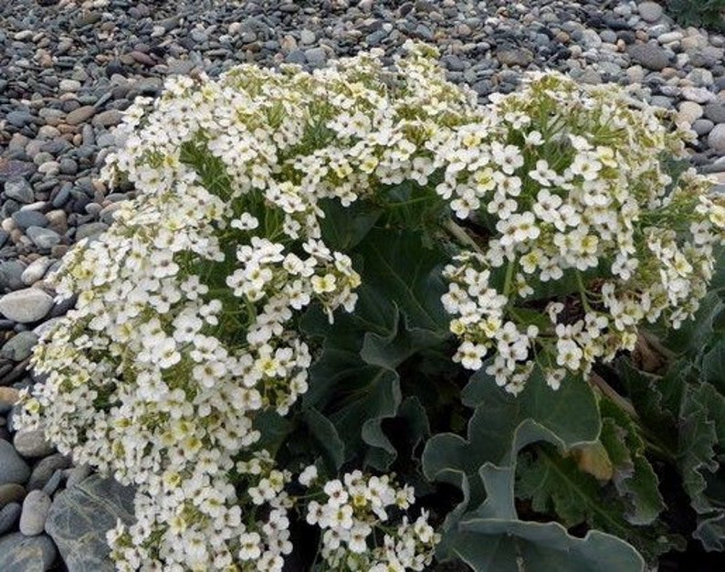 SEA KALE Crambe Maritima Unique Unusual Hardy Perennial 3 Large Seeds image 3