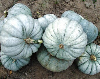 JARRAHDALE GREY-BLUE Pumpkin Cucurbita maxima Large, 10 Seeds