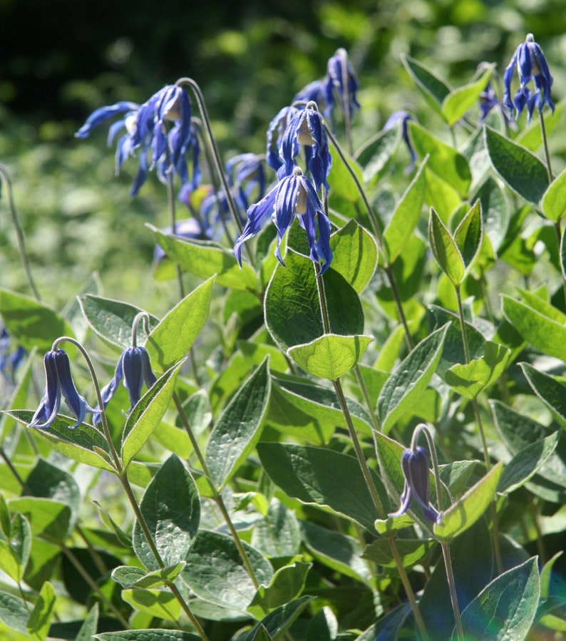 BUSH CLEMATIS Intergrifolia Hardy Perennial, 3 Rare Seeds image 3