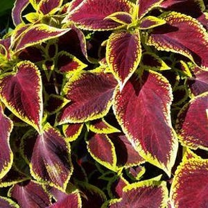 May include: Close-up of a coleus plant with vibrant, heart-shaped leaves. The leaves are a deep burgundy colour with bright yellow edges. The plant is lush and full, with many leaves visible.