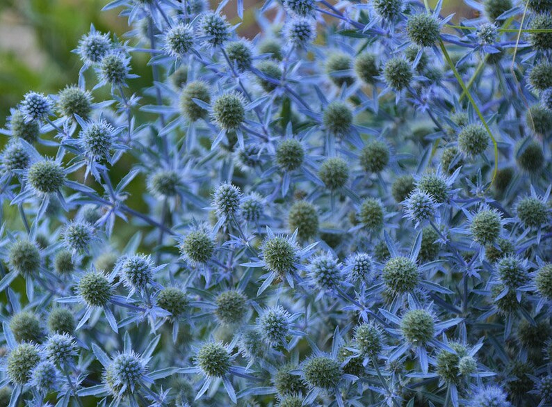 Compact BLUE HOBBIT Sea Holly Dwarf Eryngium Planum Thistle Etsy