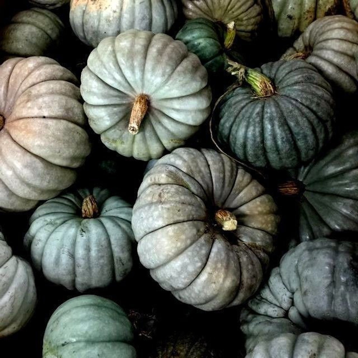 QUEENSLAND BLUE PUMPKIN Jarrahdale Cucurbita Large 10 Seeds Etsy Canada