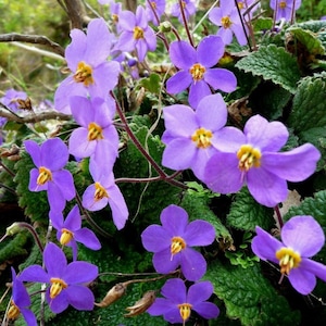 HARDY AFRICAN VIOLET Ramonda Perennial Myconi Pyrenean Rosette Mullein 10 Seeds image 1