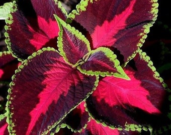 CHOCOLATE COVERED CHERRY Coleus Shade Large Rose Mahogany Red 5 Rare Seeds